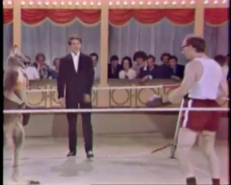 Kanguru İle Boks Maçı Yapılırsa!