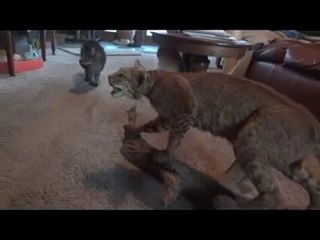 Korkudan Feleği Şaşan Kediler..