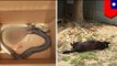 Loyal dog dies protecting Taiwanese students from cobra