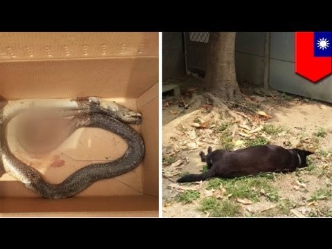 Loyal dog dies protecting Taiwanese students from cobra