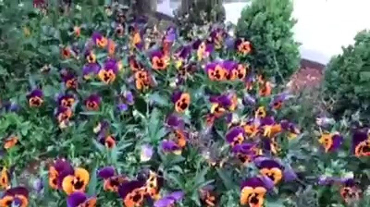 Yaşayan Müze ve Çiçekler