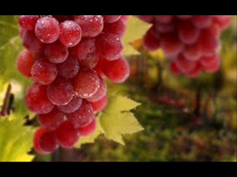 Angoor(Grapes) ki Production Technology Dr.Ashraf Sahibzada video