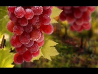 Angoor(Grapes) ki Production Technology Dr.Ashraf Sahibzada