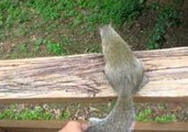 Friendly Squirrel Likes to Play