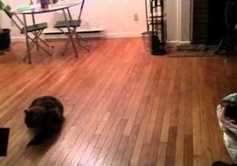 Cat Catches Live Bat in Mid-Air