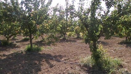 Kayısının gen arazisi yağmalanmak üzere-Sultan Kılıç