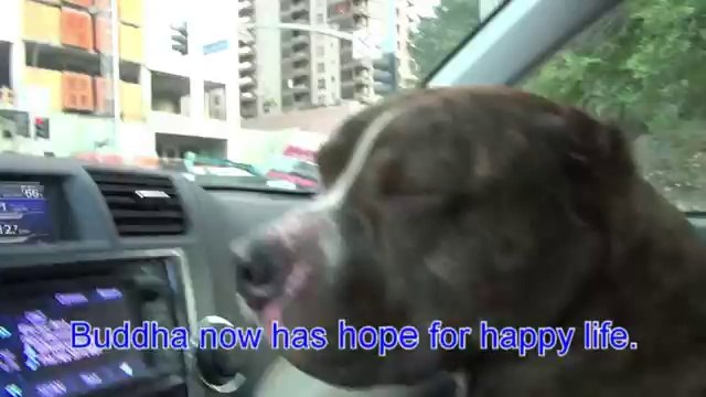 Hope for Paws sauve un chien maltraité et abandonné