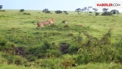 Kartal İle Aslanın Kıyasıya Kavgası