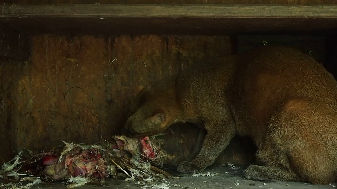 Jaguarondi en train de manger