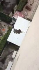 Un chat fait une méchante chute !