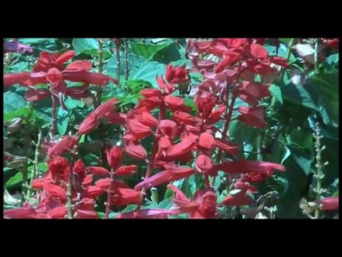 HAZAN ÖLÜM HASAN KILIÇATAN Söz: Anonim Müzik: Hasan Kılıçatan