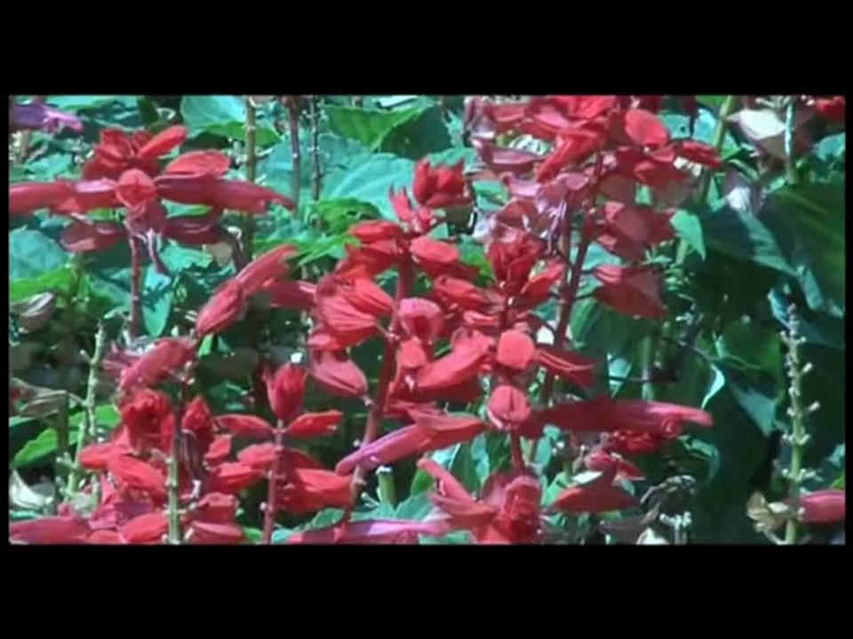 HAZAN ÖLÜM HASAN KILIÇATAN Söz: Anonim Müzik: Hasan Kılıçatan