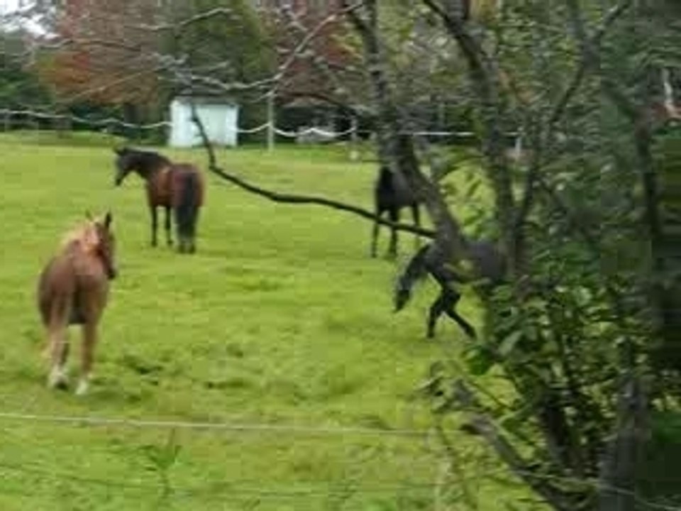 Midnight au grand galop!