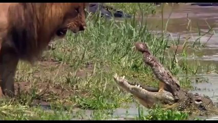 Lion Intimidates Crocodile