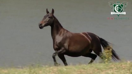Cavalo Lusitano - Andora IGS - Coudelaria Lusobrasileira