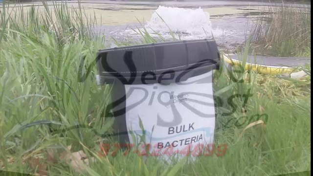 kasco bacteria MACORZYMES for pond algae control