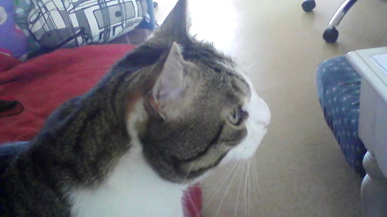 Eragon et le monde miniature 3