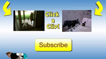 Lazy Fat Cat