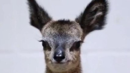 Mini Dwarf Antelope Almost Too Cute to be Real