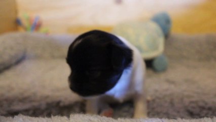 Jerry des Merles Enchanteurs