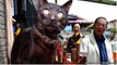 Family Cat Resurfaces Three Years After Devastating Tsunami