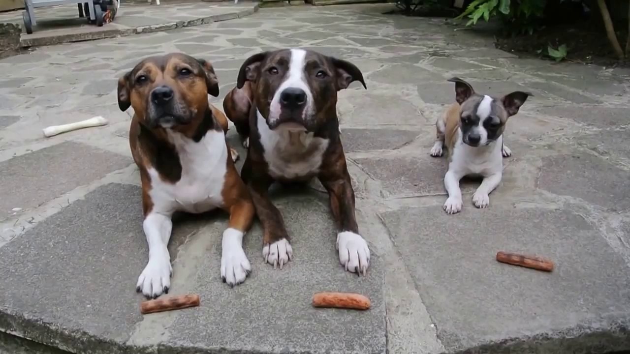 The Sausage Thief
