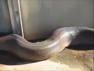 I hate snakes... I'm glad this one is dead