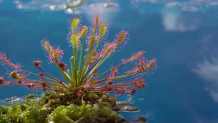 Omar+Faruk+Tekbilek+-+Why-SD