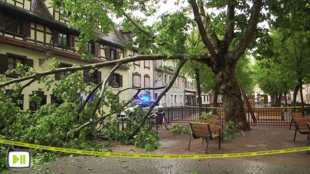 Une branche d'arbre tombe place des orphelins à Strasbourg