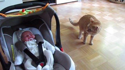 Un chat rencontre le bébé de la famille pour la première fois... Mémorable!