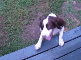 Un chien aveugle joue à attraper la balle... Magique!