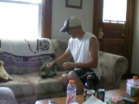 Trop mignon : Un raton laveur comme animal de compagnie....