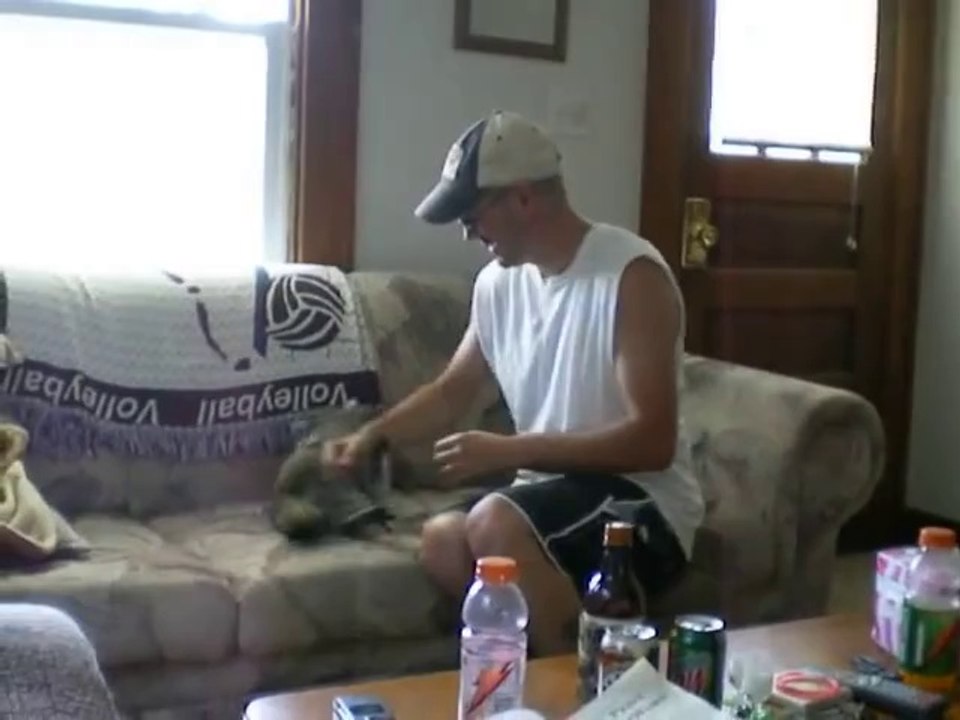 Trop mignon : Un raton laveur comme animal de compagnie....