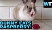 This Bunny Eating Raspberries is so Adorable! | What's Trending Now