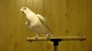 frostie_dancing_to_shake_your_tail_feather_bird_loves_ray_charles_hi_38046