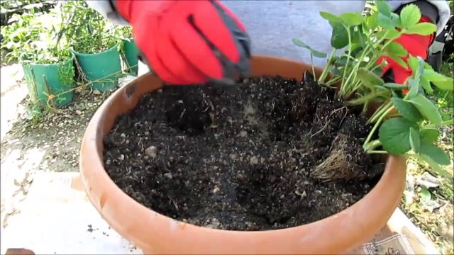 Çilek Fidesi Nasıl Dikilir Ne Zaman Ekilir