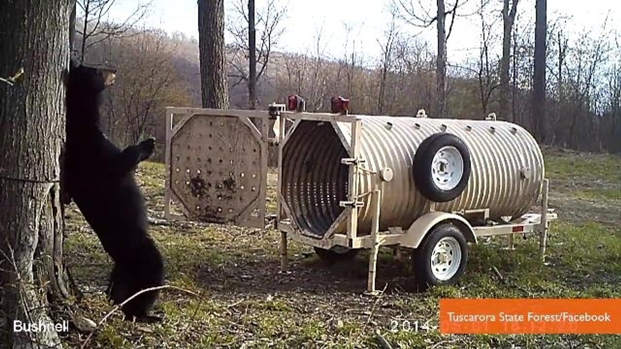 Awesome Bear Gets Back Rub Then Steals Doughnut