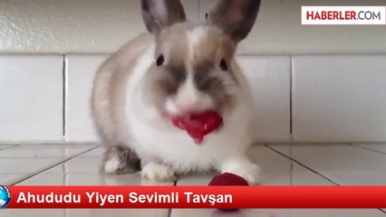 Ahududu Yiyen Sevimli Tavşan