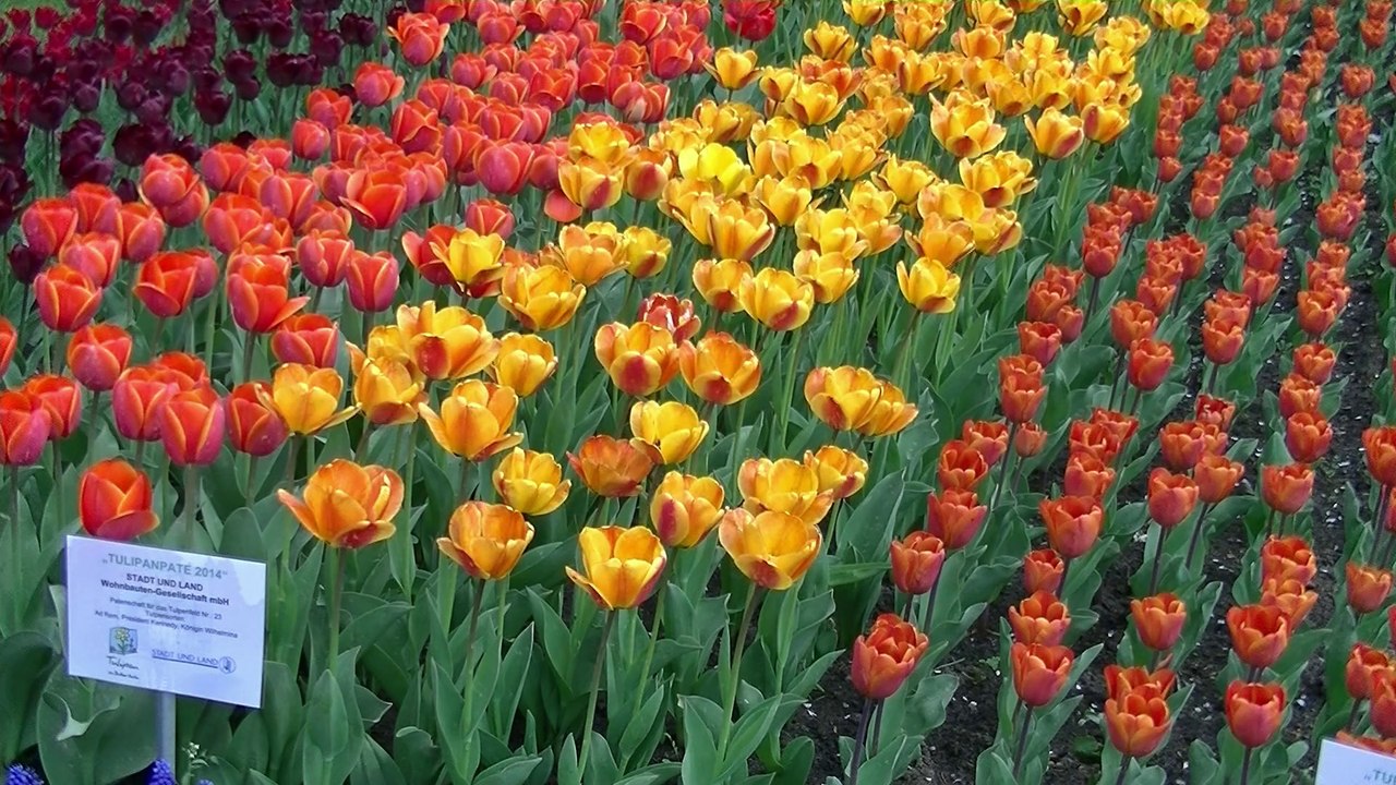 Tulpenschau im Britzer Garten