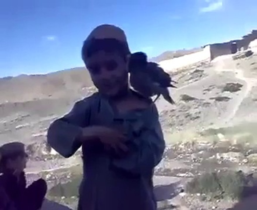 Bird Cry Like a Baby