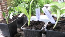 Jardinage: comment prendre soin des semis de courges jusqu'à leur plantation