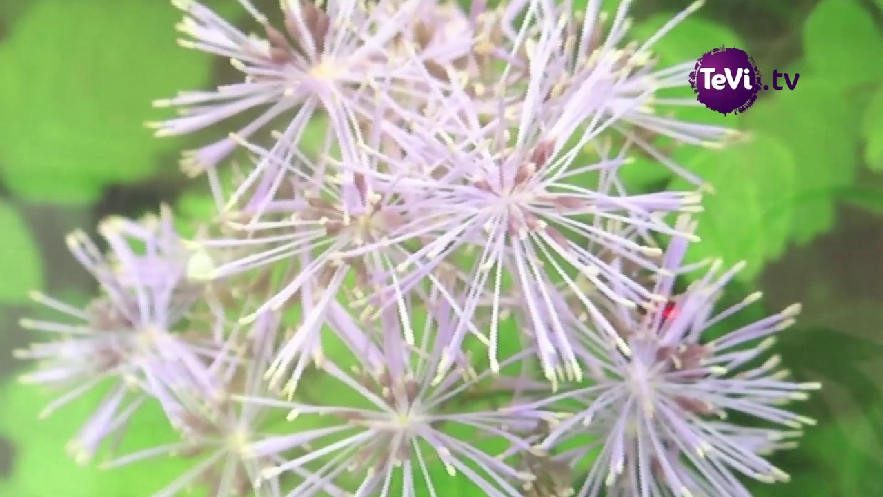 Expos photos à Hauteville [TéVi] 15-05-14