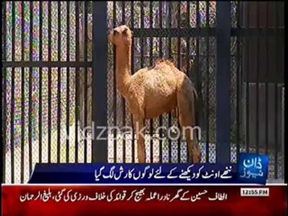 Short Height Camel in Mexico Zoo