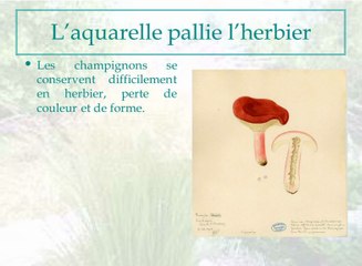 De la plante à l’image, l’iconothèque liée à l’Herbier national (cycle Herbier national 1/4)