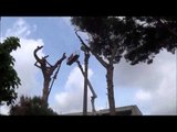 Aversa (CE) - Parco Pozzi, abbattuto il pino pericolante (12.05.14)