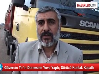Tır'daki Güvercin Yuvasını Bozmamak İçin 25 Gündür Kontak Açmıyor