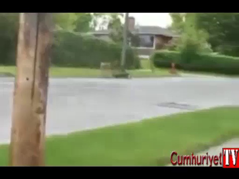 Yavrusu için kedi ve köpeğe saldırdı