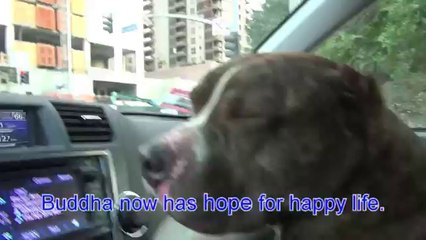 A Pit Bull Just Wanted To Be Loved, But Kids Threw Rocks At Him. Then This Happened