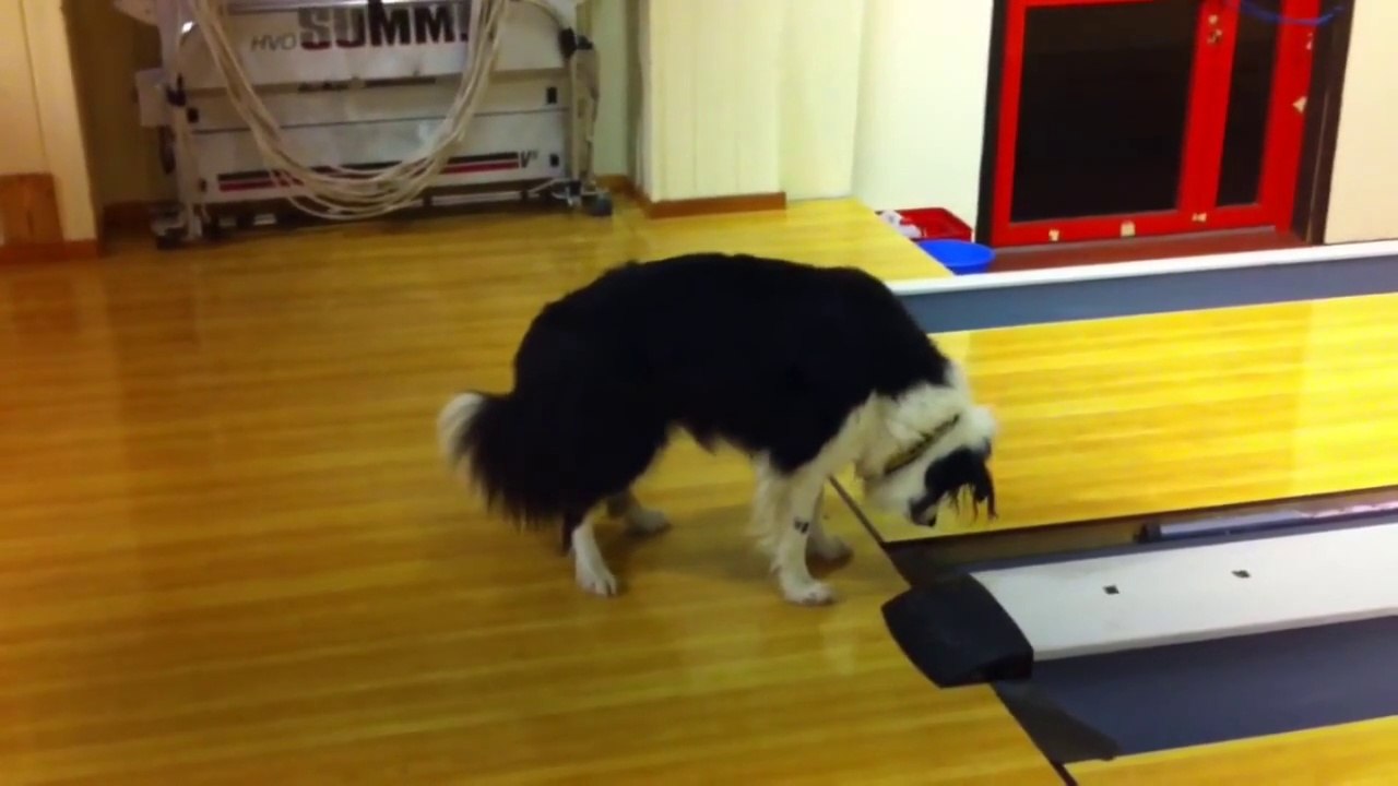 Crazy dog VS Bowling alley ... Wanna play bowling? ahaha