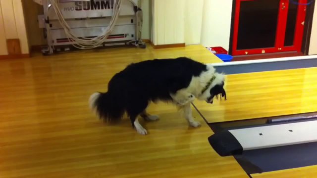 Chien marrant veut jouer au Bowling!